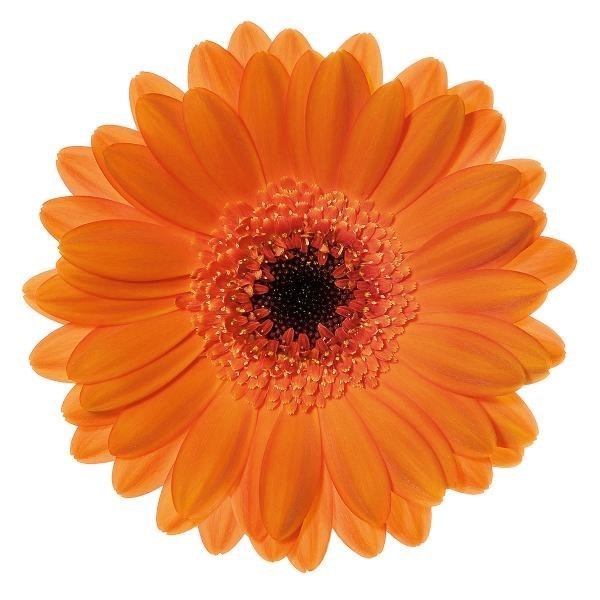 Gerbera Bison Per Stem