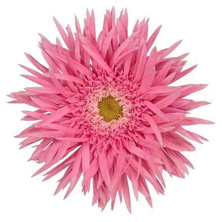 Gerbera Spider Firefly Per Stem