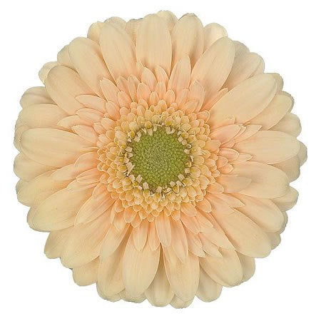 Gerbera Moet Per Stem