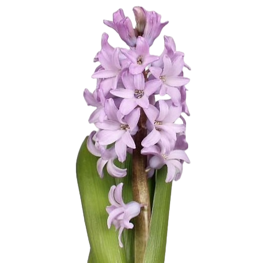 Hyacinthus Purple Star Per Stem