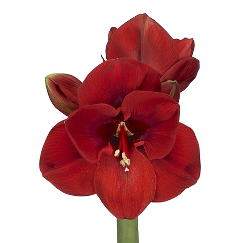 Hippeastrum Lion King Per Stem
