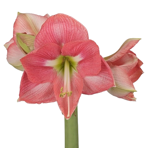 Hippeastrum Reve Per Stem