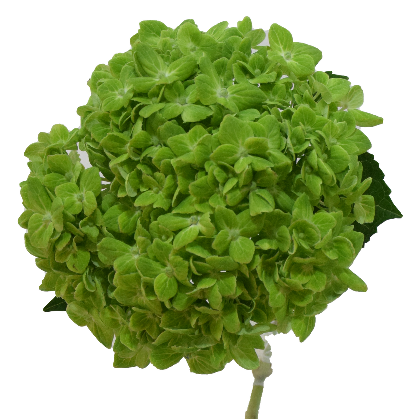 Hydrangea Green Premium Per Stem