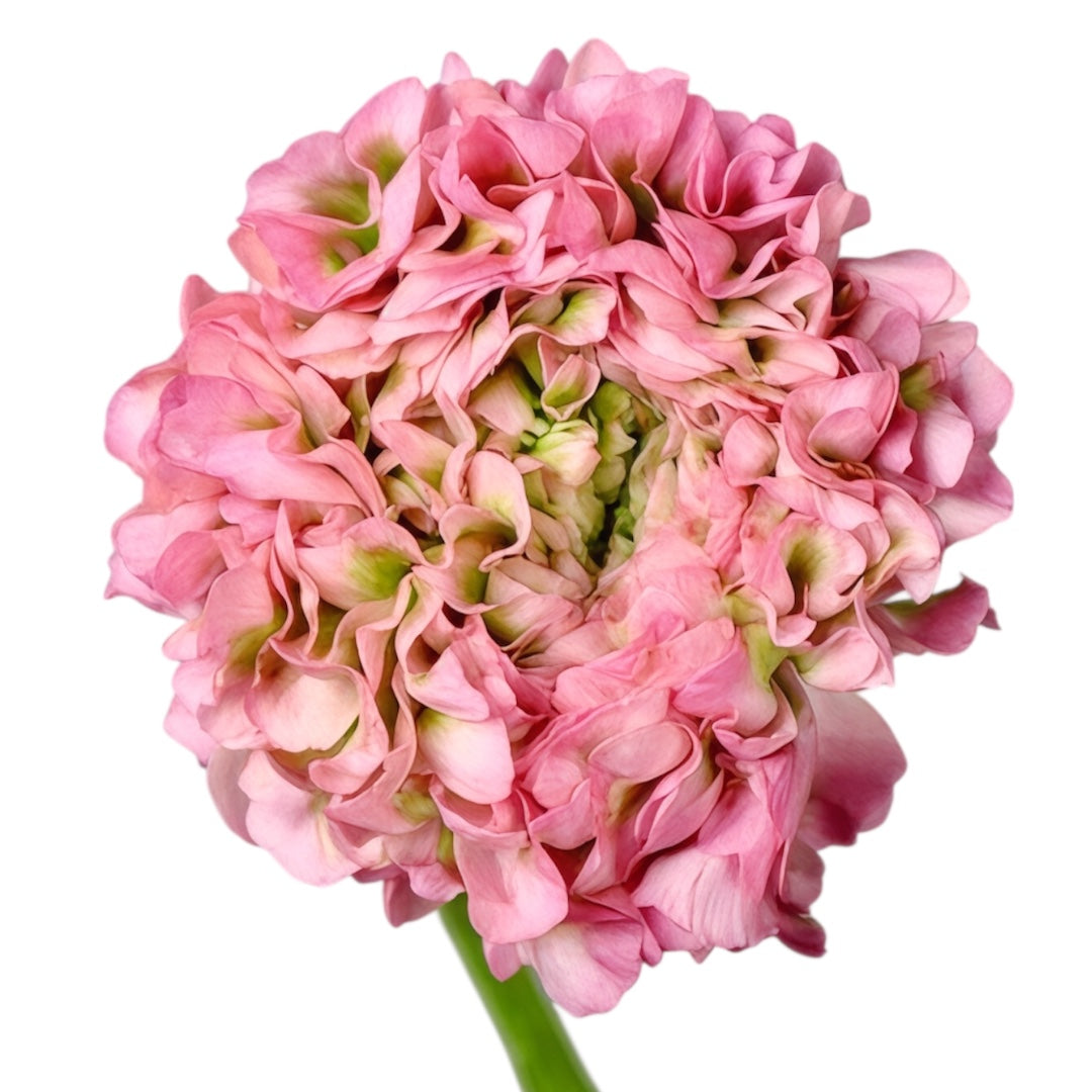 Ranunculus Pon Pon Hermione Per Stem