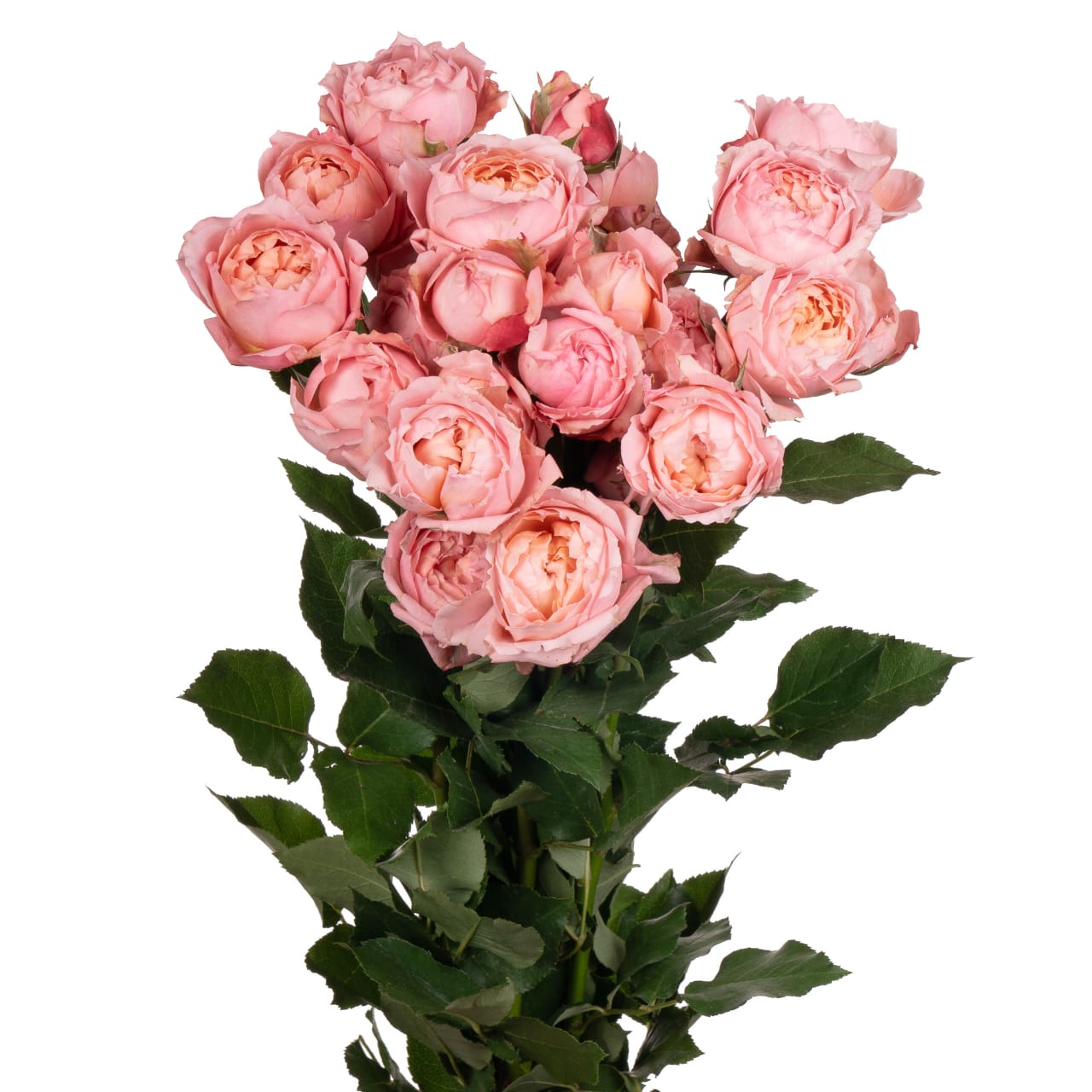 Spray Rose Julietta Pink Per Stem