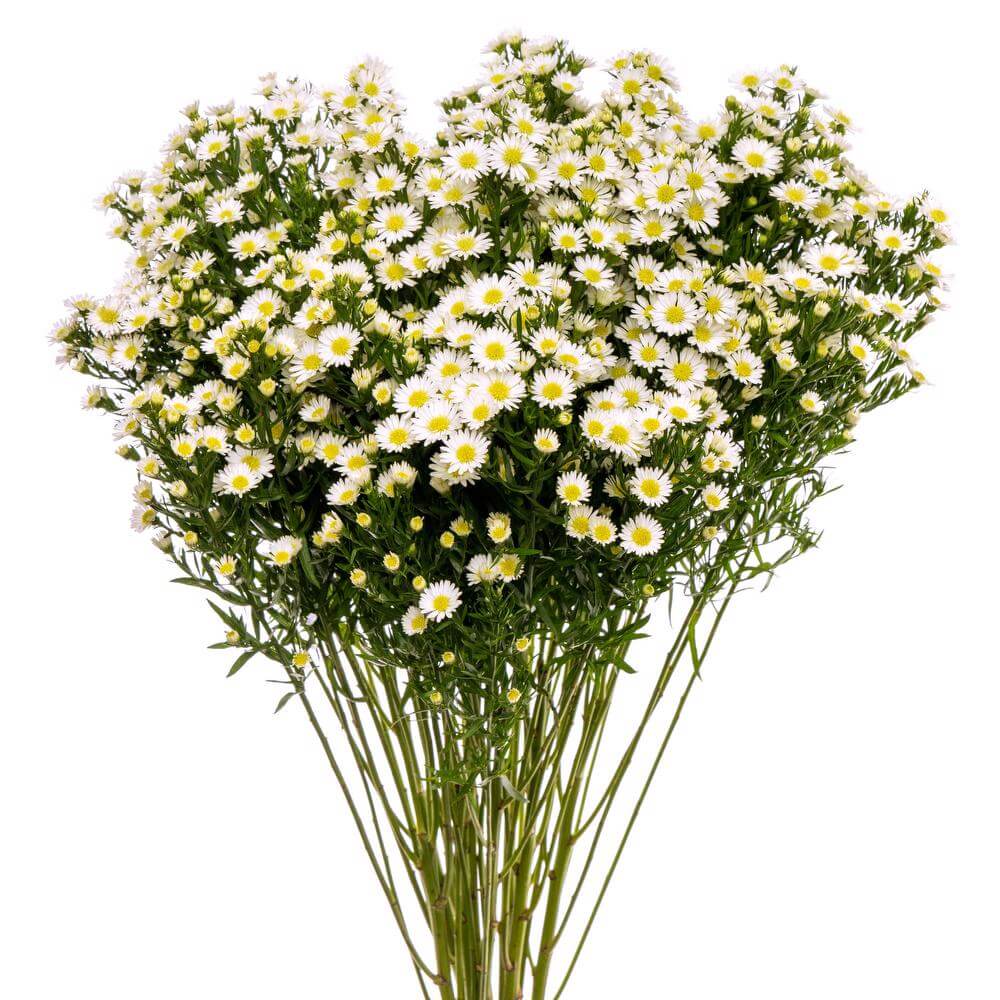 Aster White Per Stem