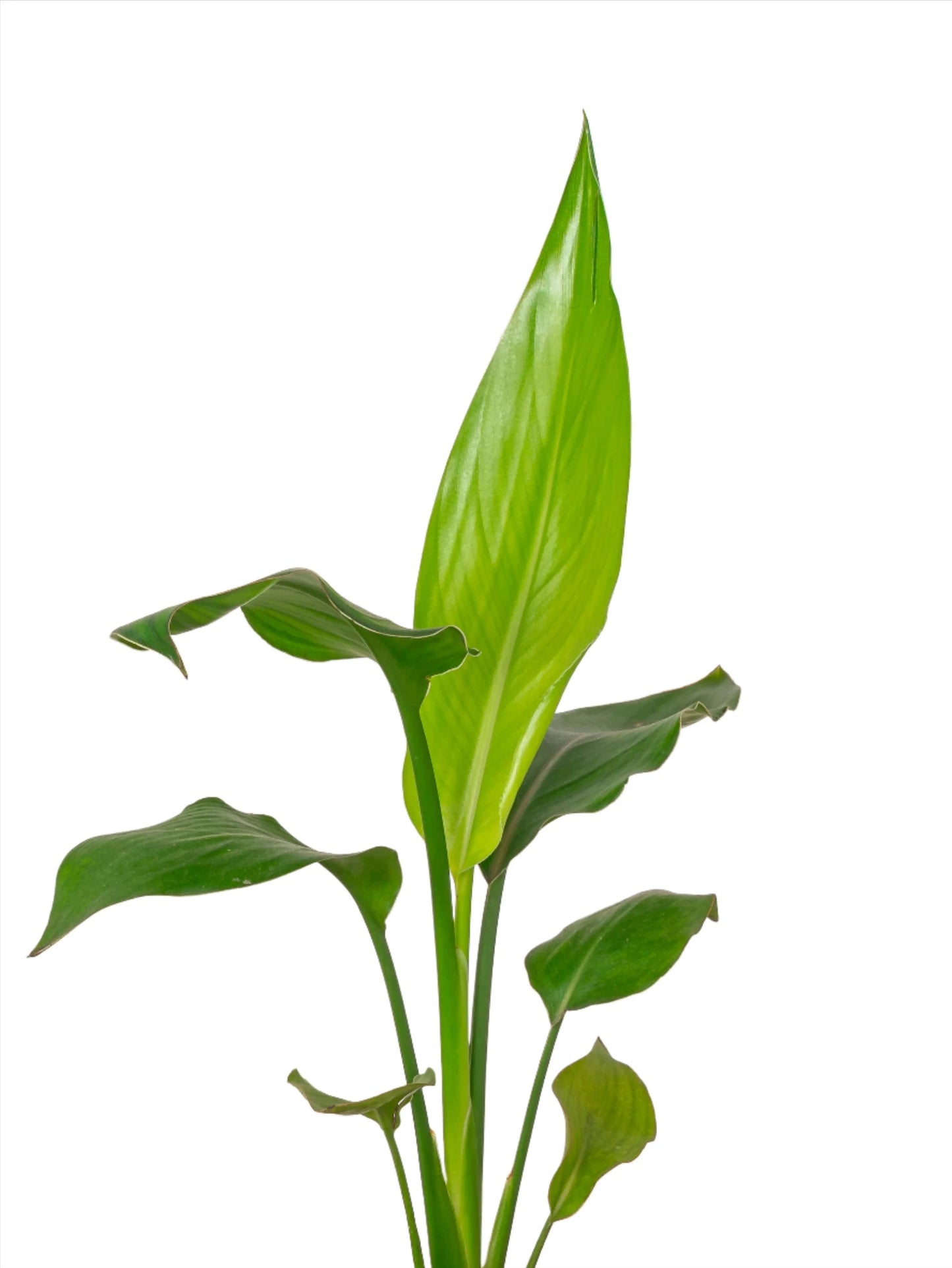 Strelitzia Reginae Leave Per Stem