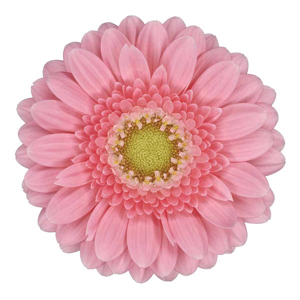 Gerbera Juna Per Stem