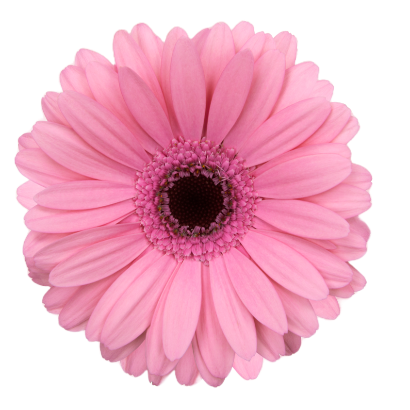 Gerbera Mini Talent Per Stem
