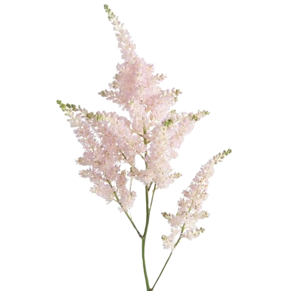 Astilbe Pink Per Stem