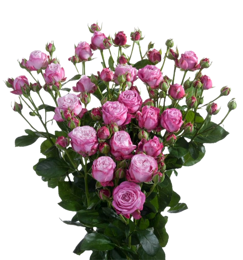 Spray Rose Lady Bombastic Per Stem