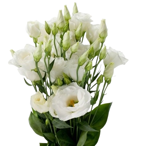Lisianthus White Per Stem