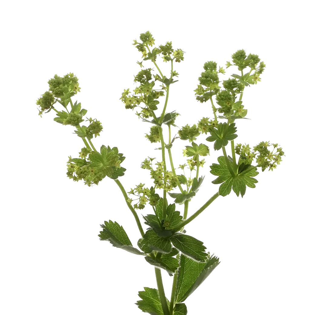 Alchemilla Mollis Robustica Per Stem