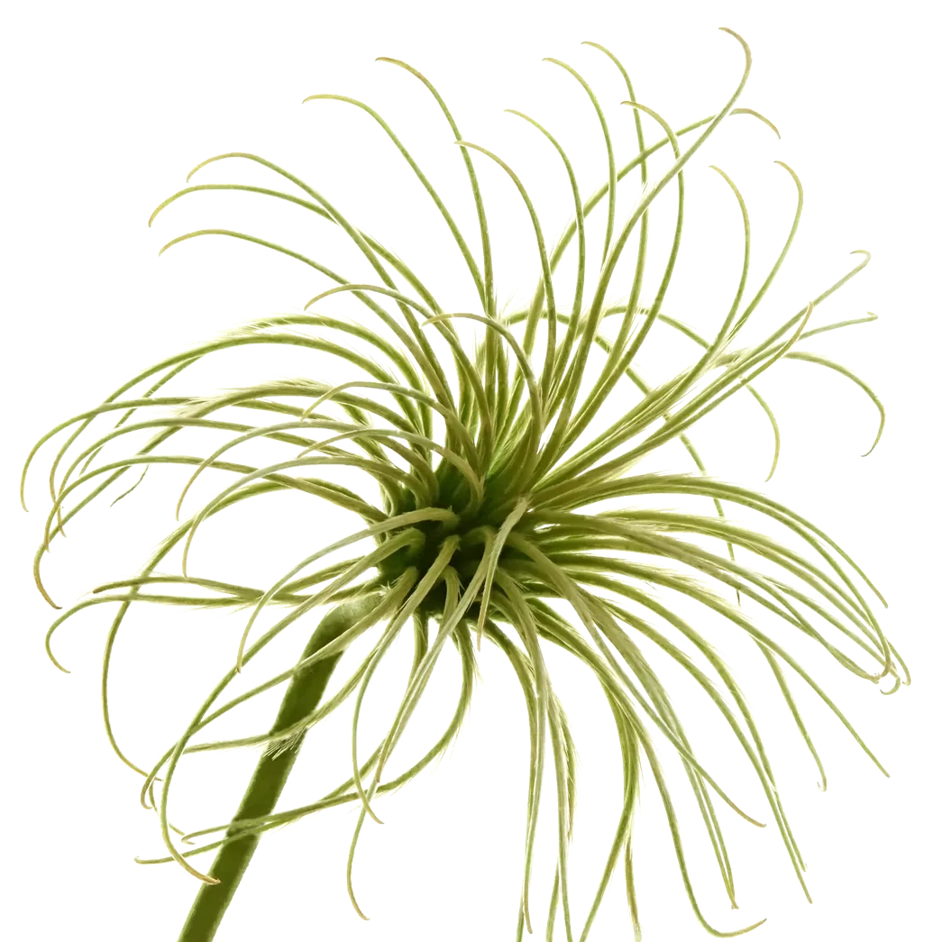 Clematis Amazing Kibo Per Stem