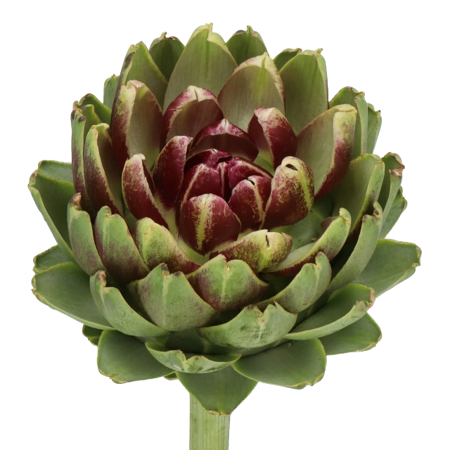 Cynara Green Globe Per Stem