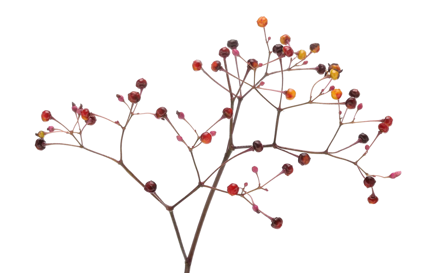 Talinum Long John Per Stem