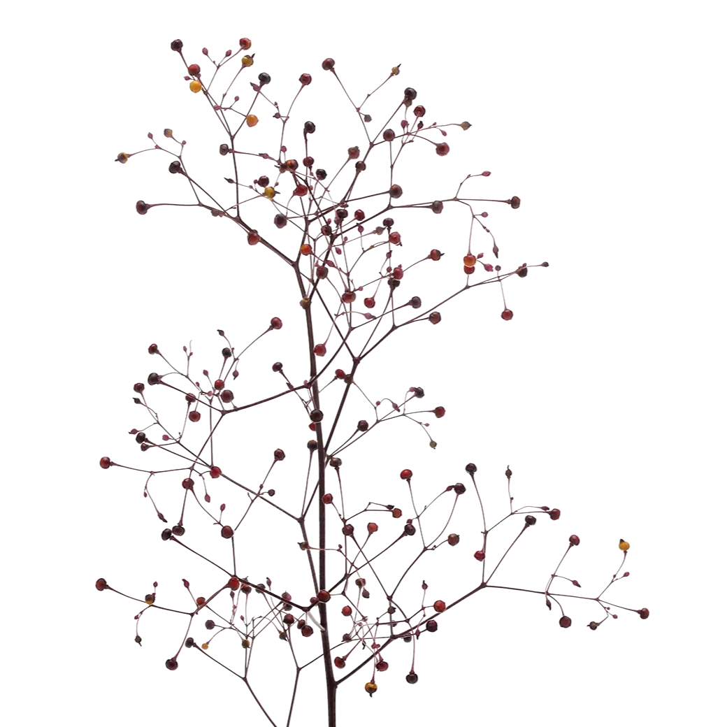 Talinum Long John Per Stem