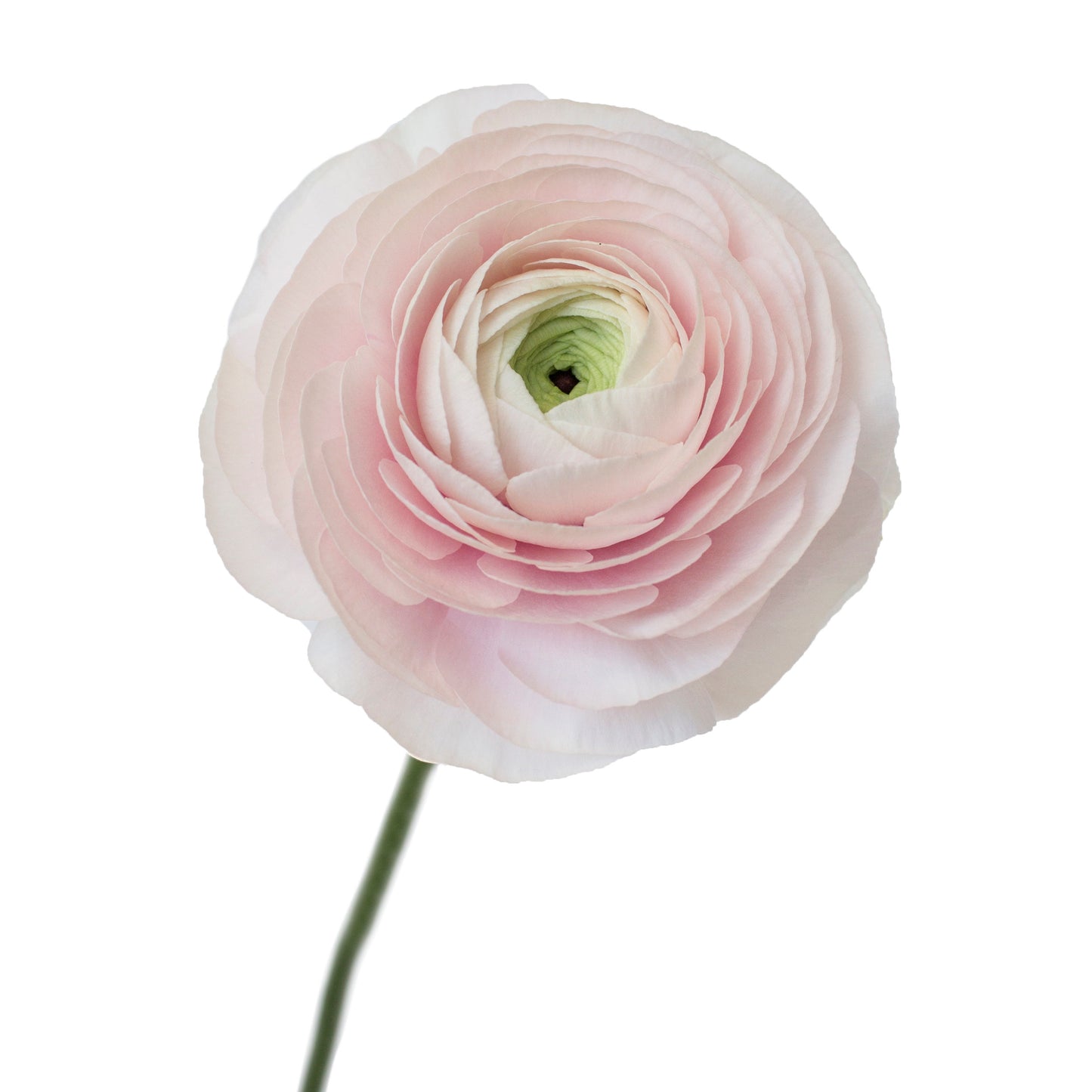 Ranunculus Hanoi Per Stem