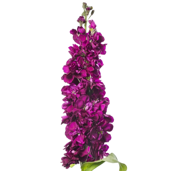 Matthiola Hot Pink Per Stem
