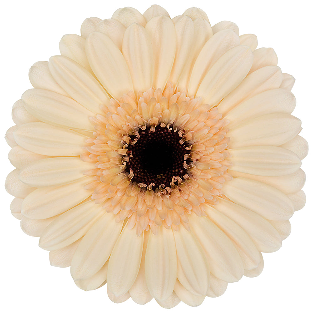 Gerbera Mini Mindset Per Stem