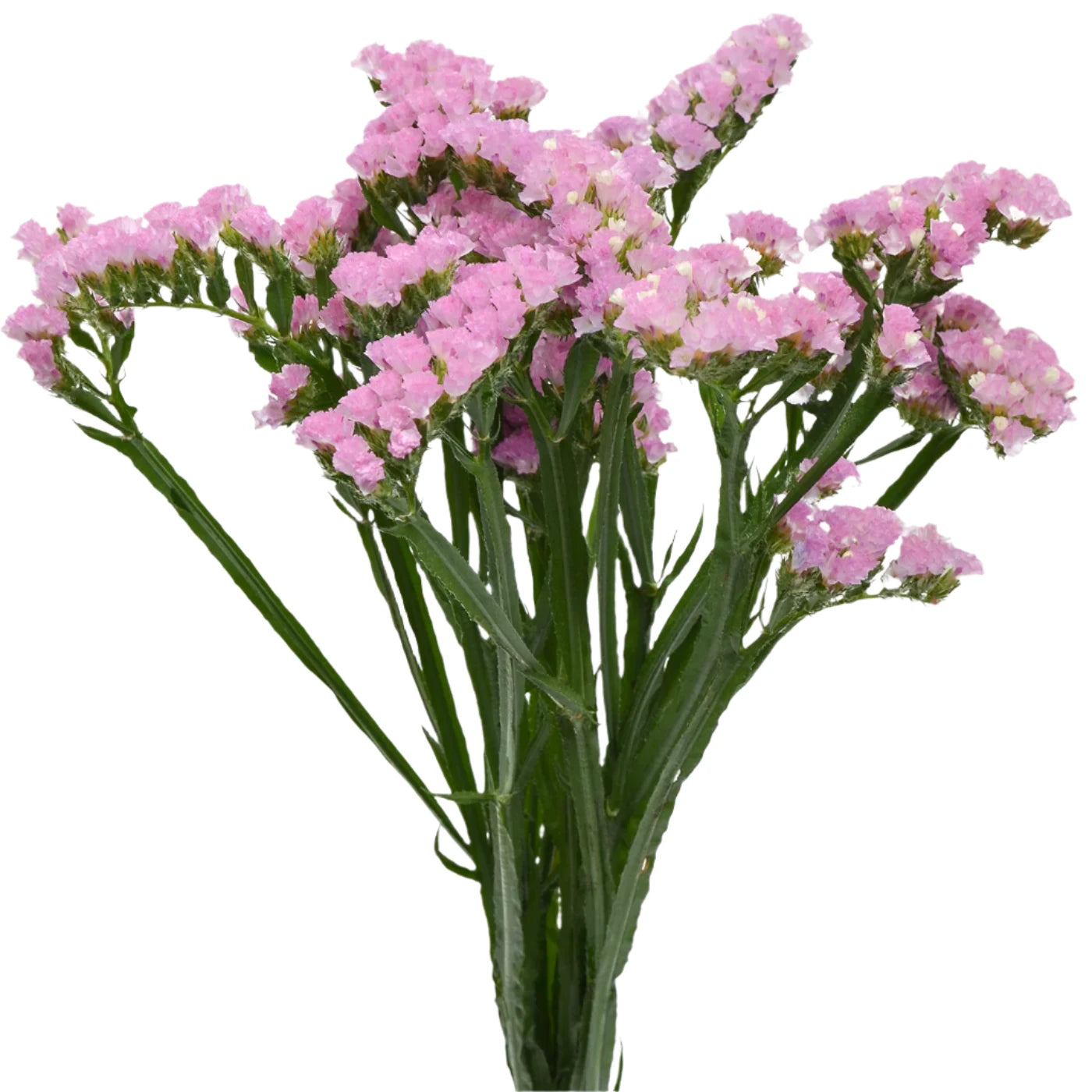 Statice Pink Per Stem