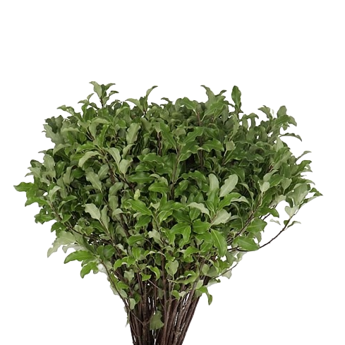 Pittosporum Per Stem