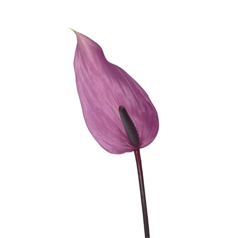 Anthurium Previa Per Stem