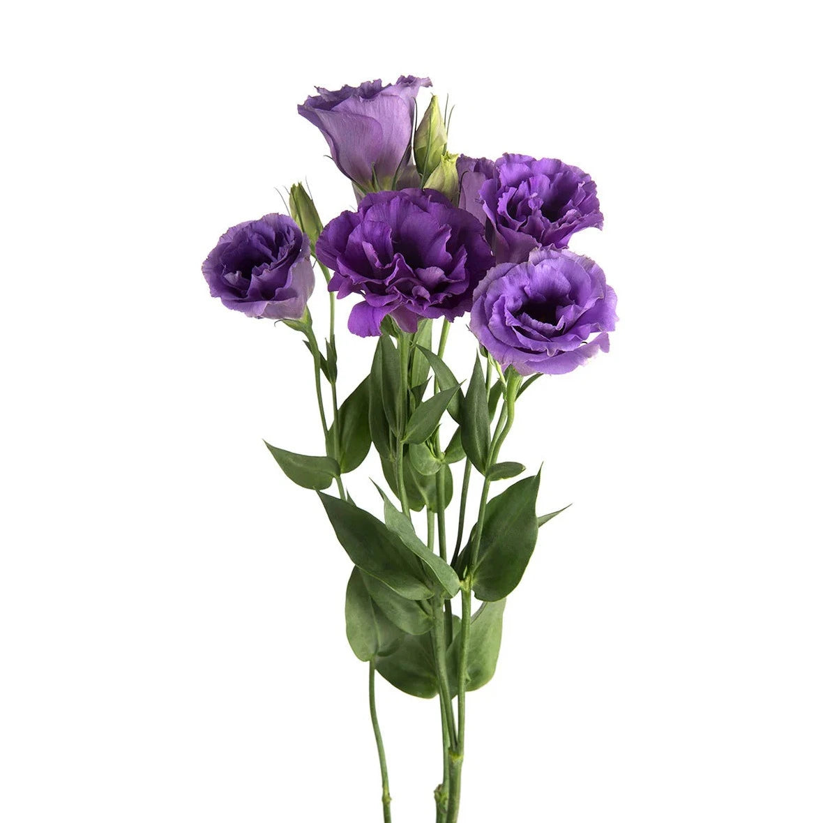 Lisianthus Purple Per Stem