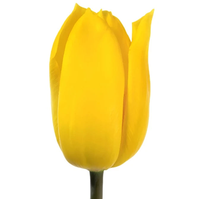 Tulip Yellow Per Stem
