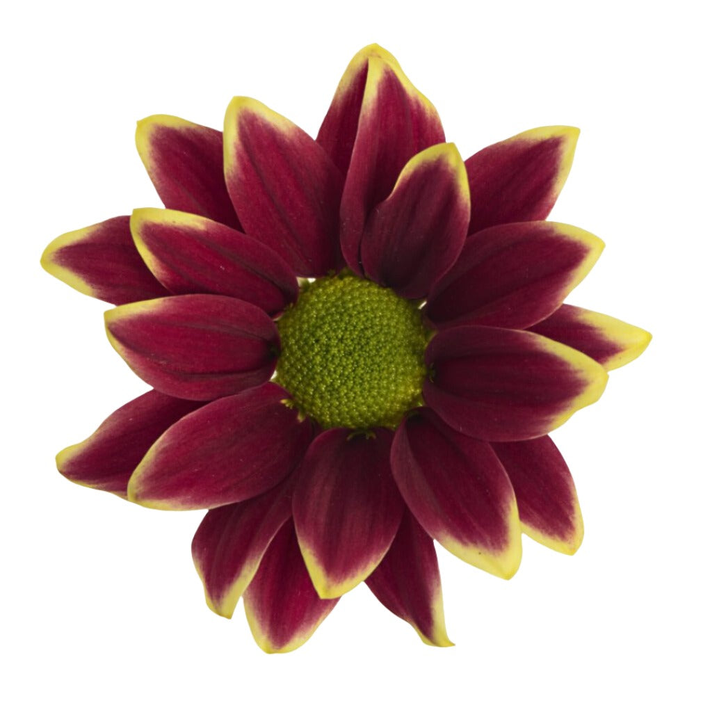 Chrysanthemum Sprays Haydar Per Stem