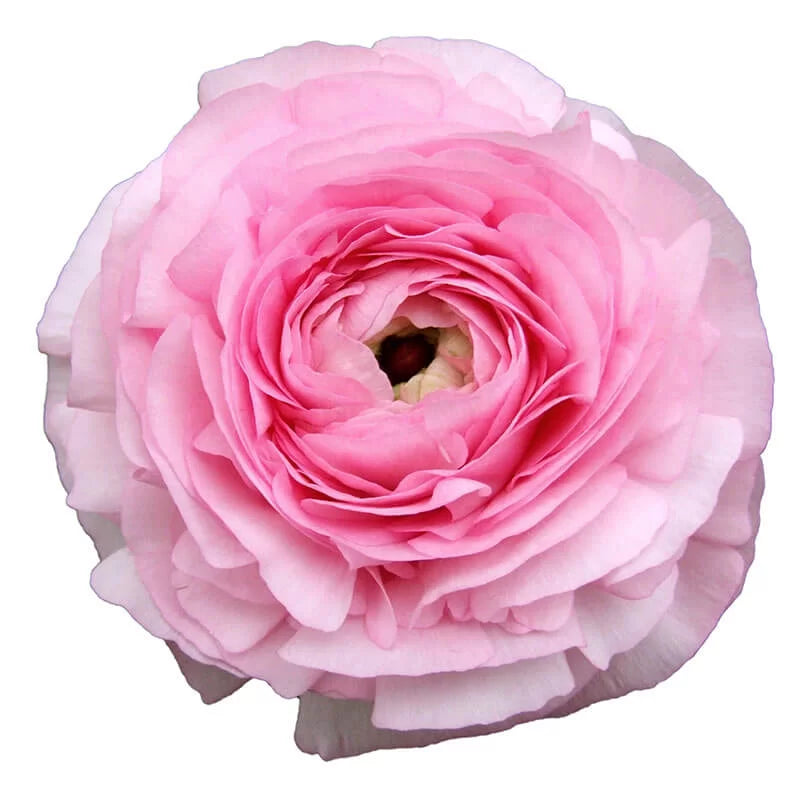 Ranunculus Pink Per Stem