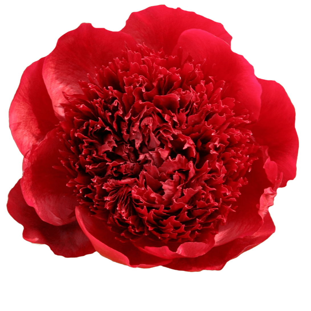 Peony Fuchsia Per Stem