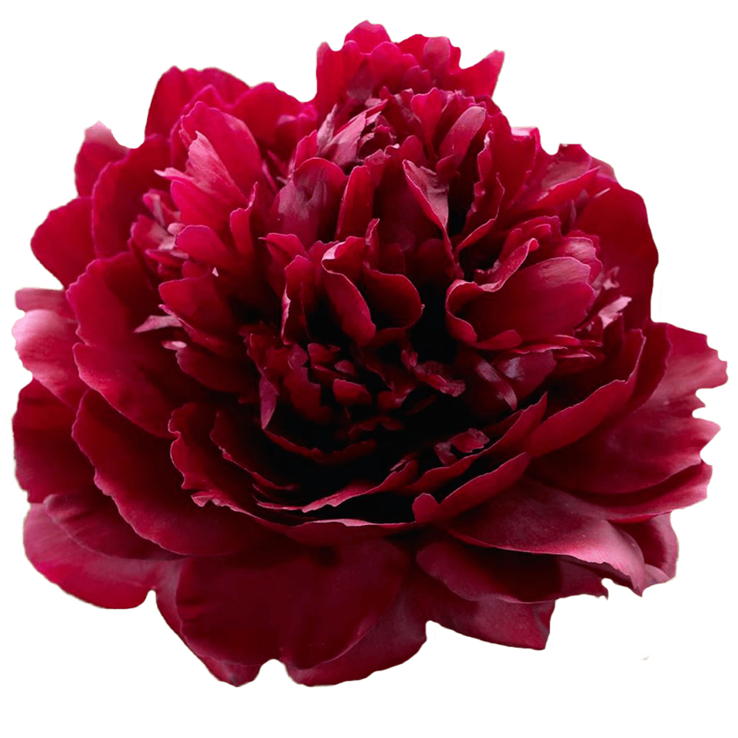 Peony Red Per Stem