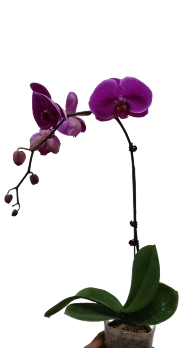 Phalaenopsis Purple Per Stem