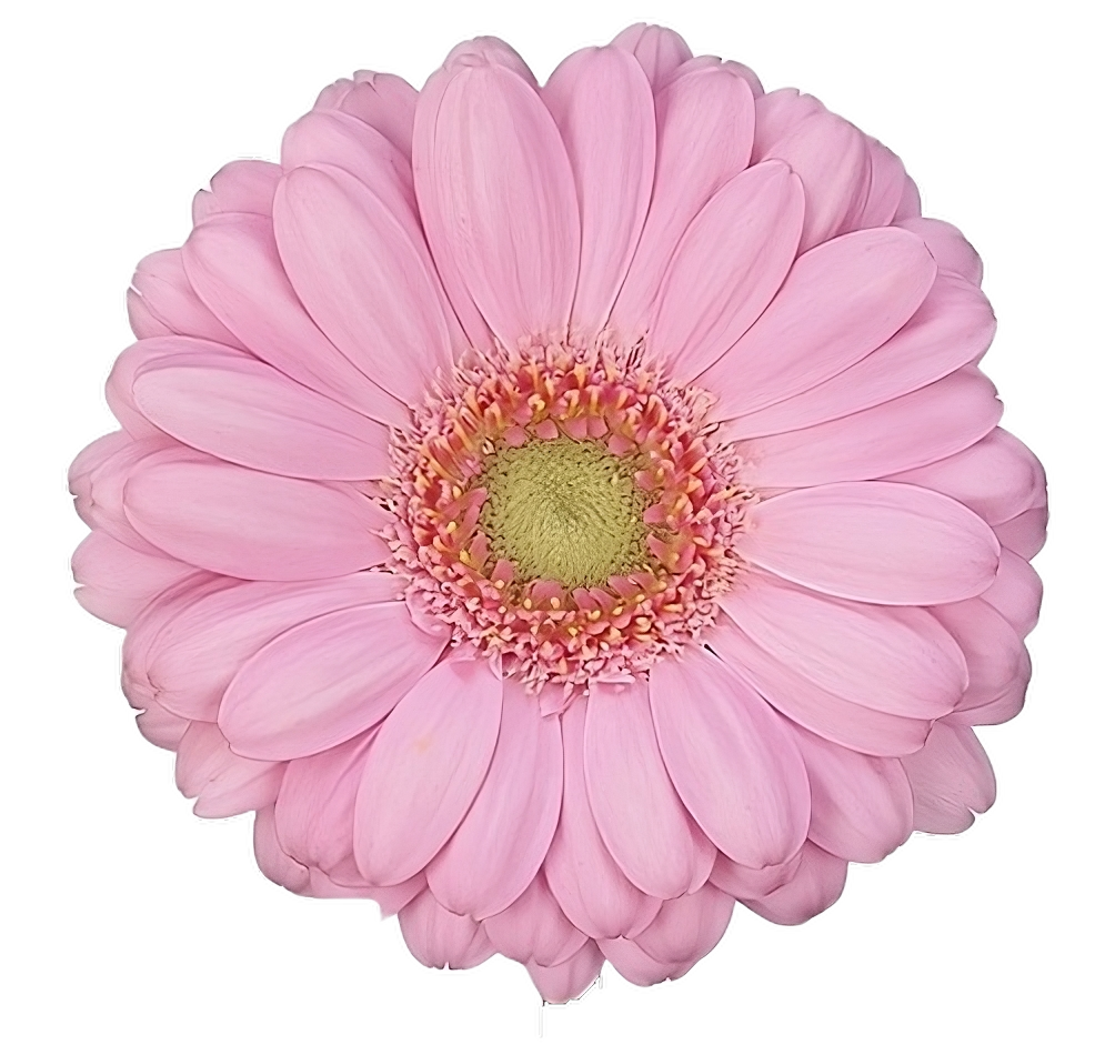 Gerbera Mini Loveme Per Stem