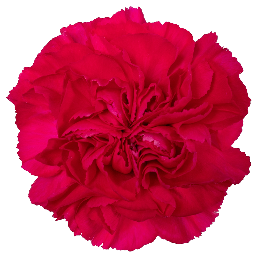 Carnation Fuchsia Per Stem
