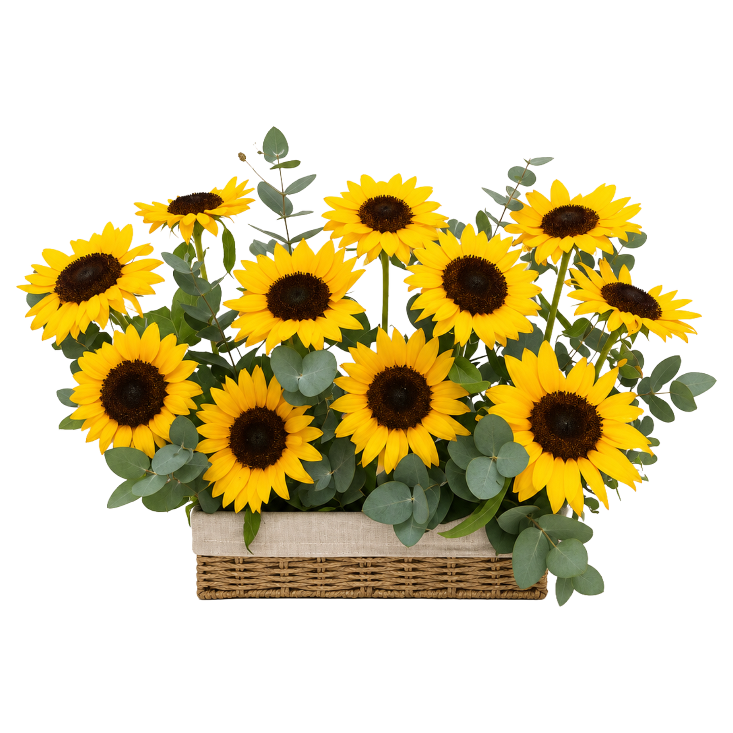 Sunshine Fields