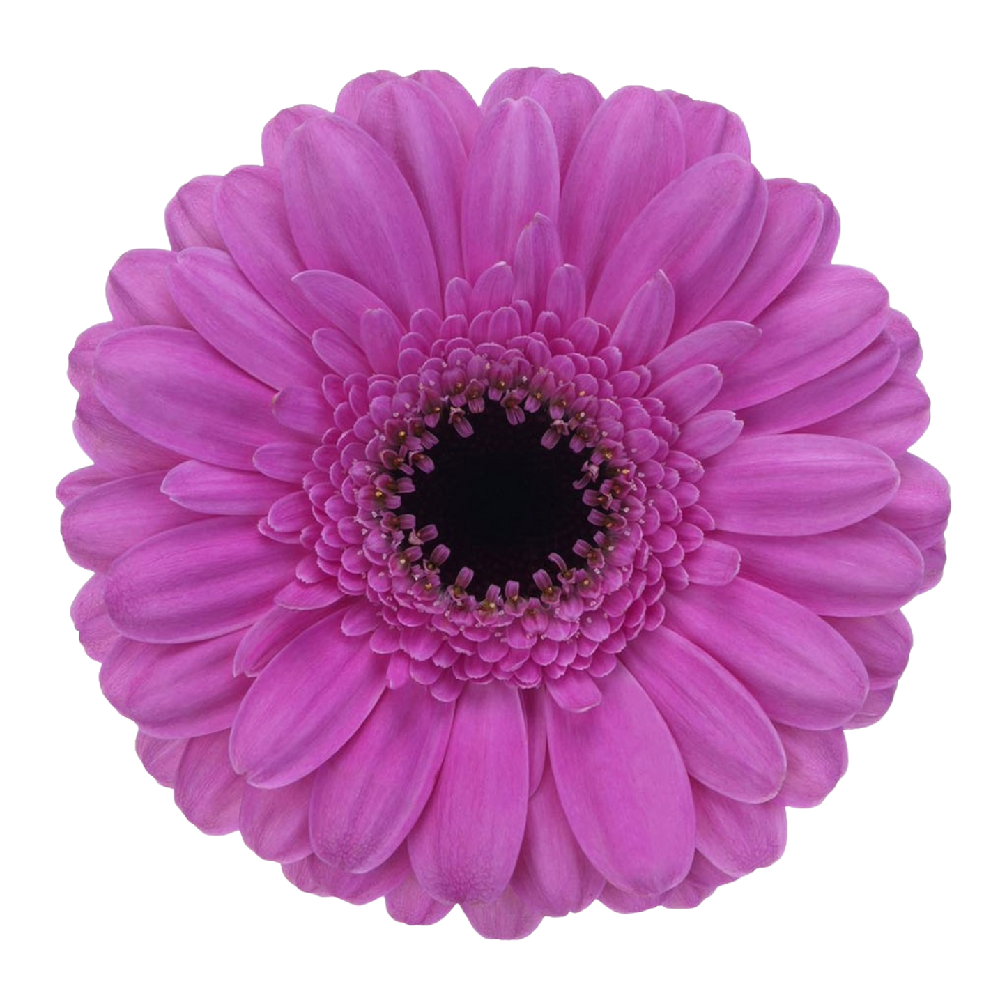 Gerbera Mini Dolcetto Per Stem