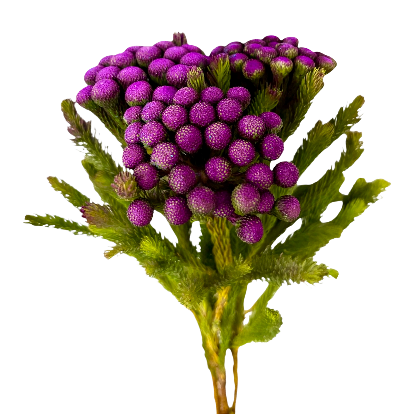 Albiflora Painted Purple Per Stem