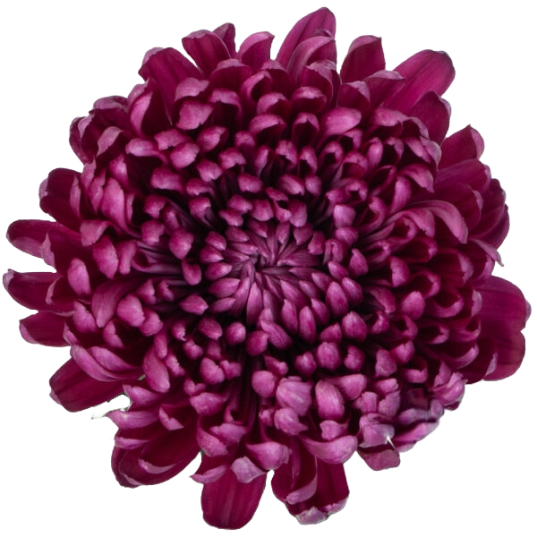 Chrysanthemum Single Painted Purple Per Stem