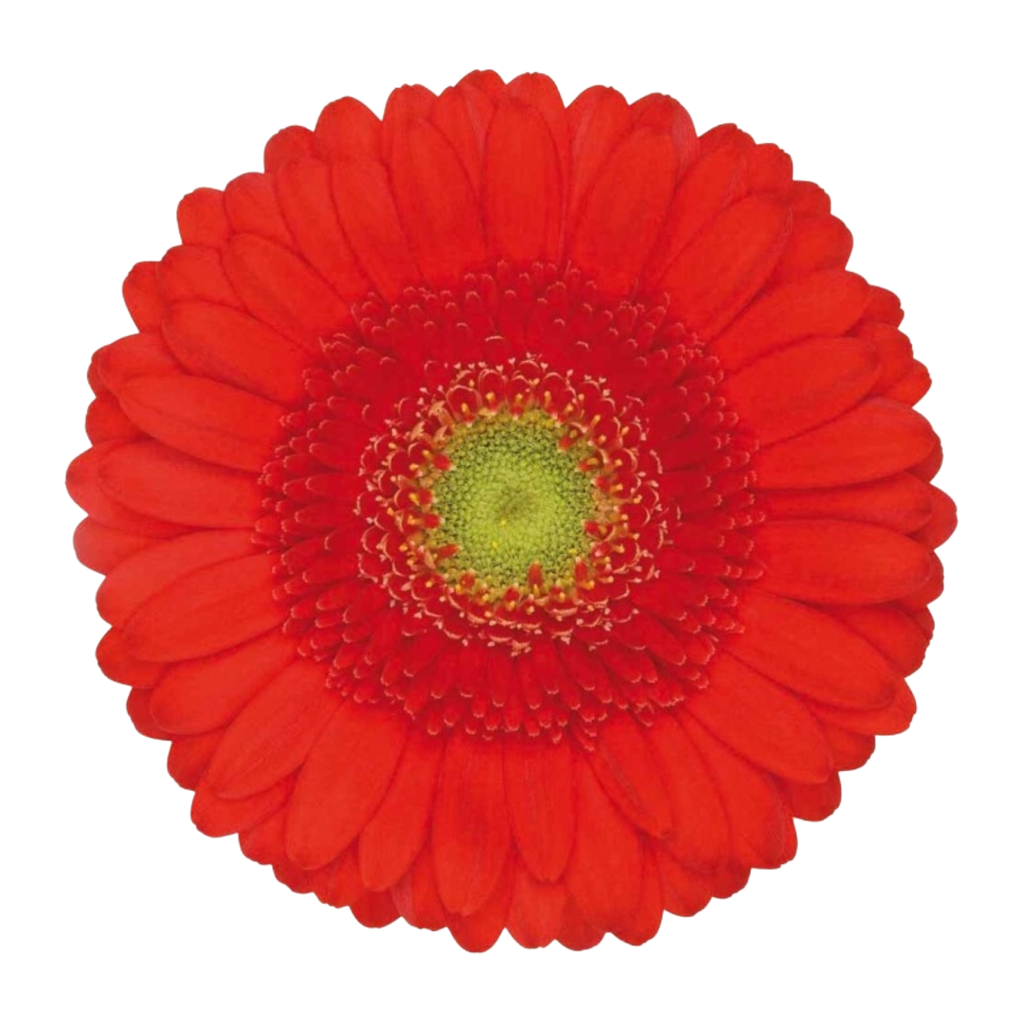 Gerbera Mini Ketchup Per Stem