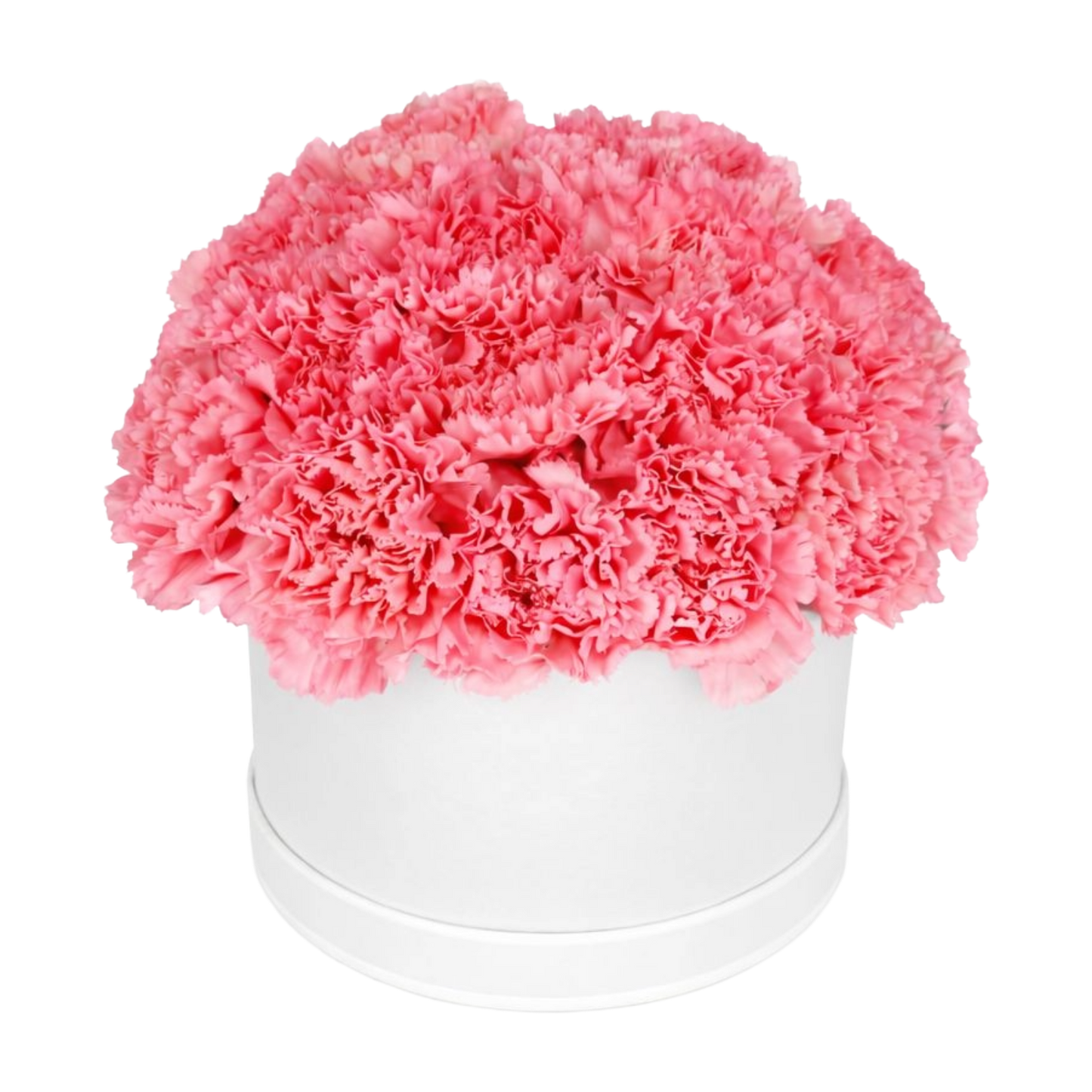35 Pink Carnations in a Box
