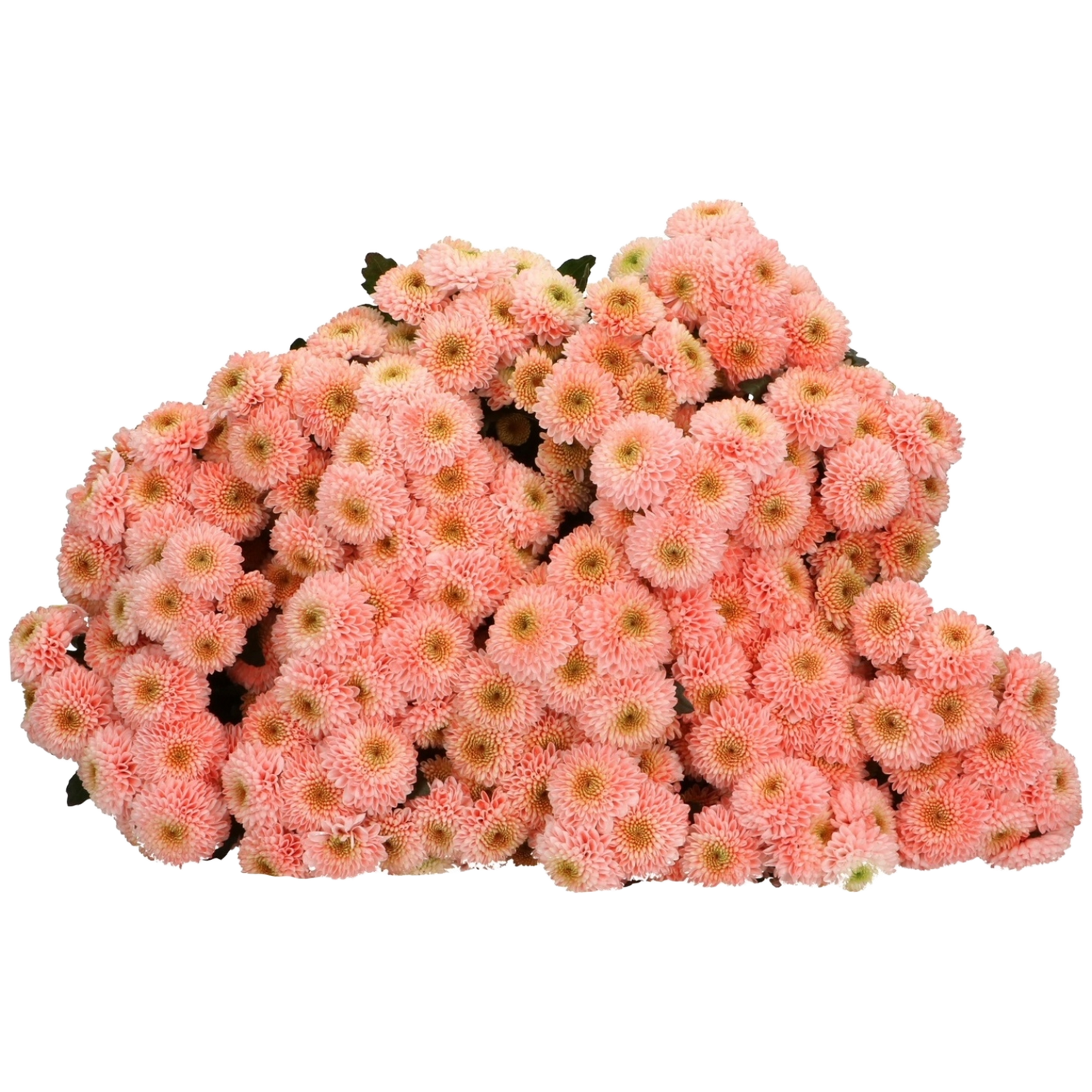 Chrysanthemum Santini Dusty Red Per Stem