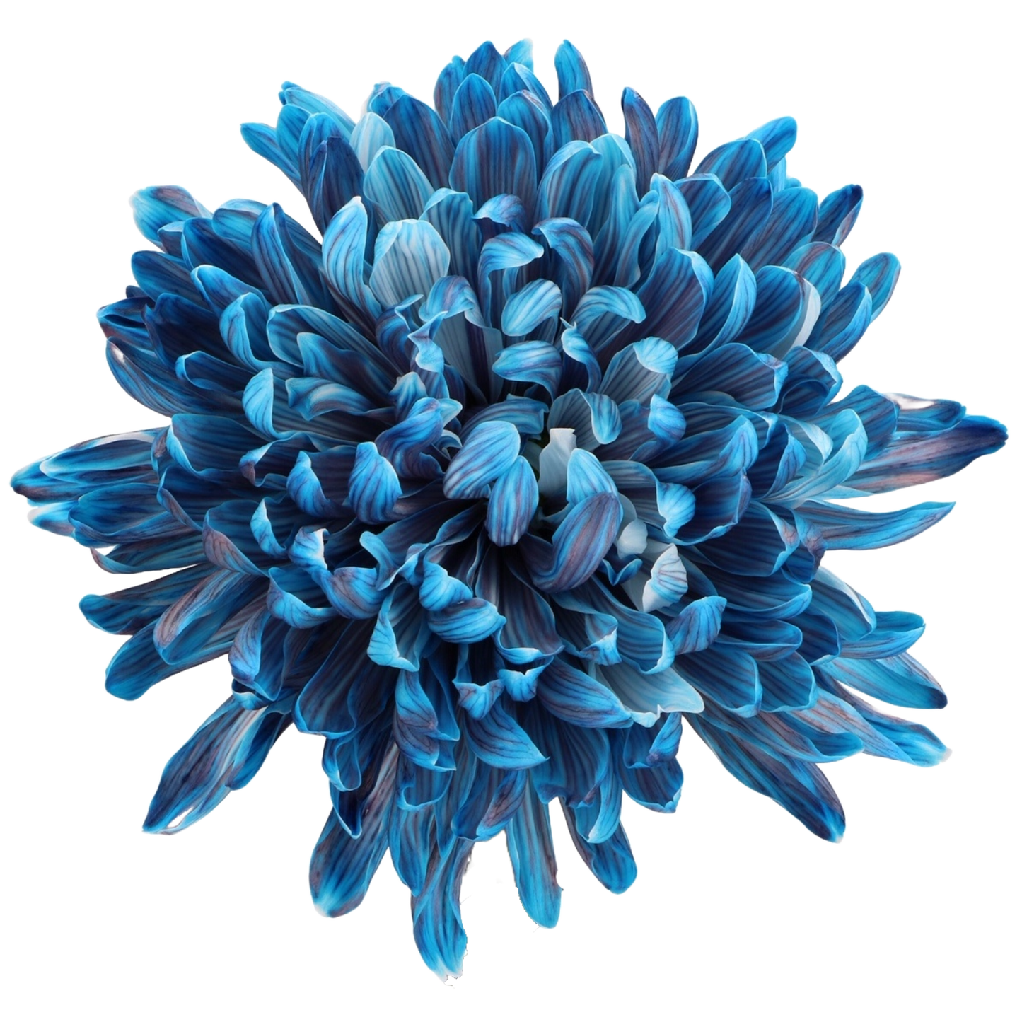 Chrysanthemum Single Painted Antonov Navy Jumbo Per Stem