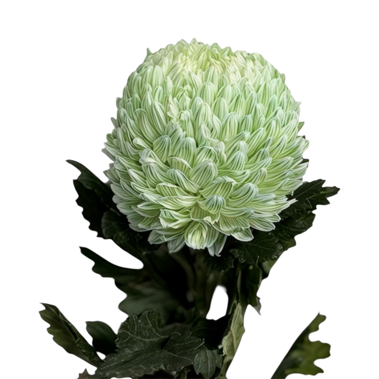 Chrysanthemum Malaysian Tinted Light Green Per Stem