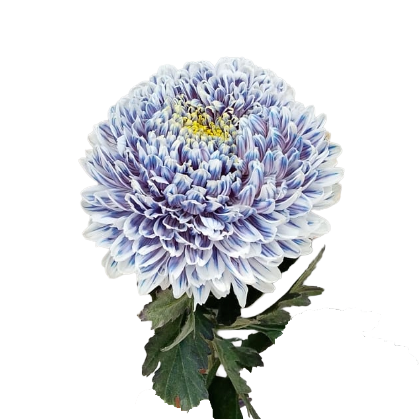 Chrysanthemum Malaysia Tinted Indigo Per Stem