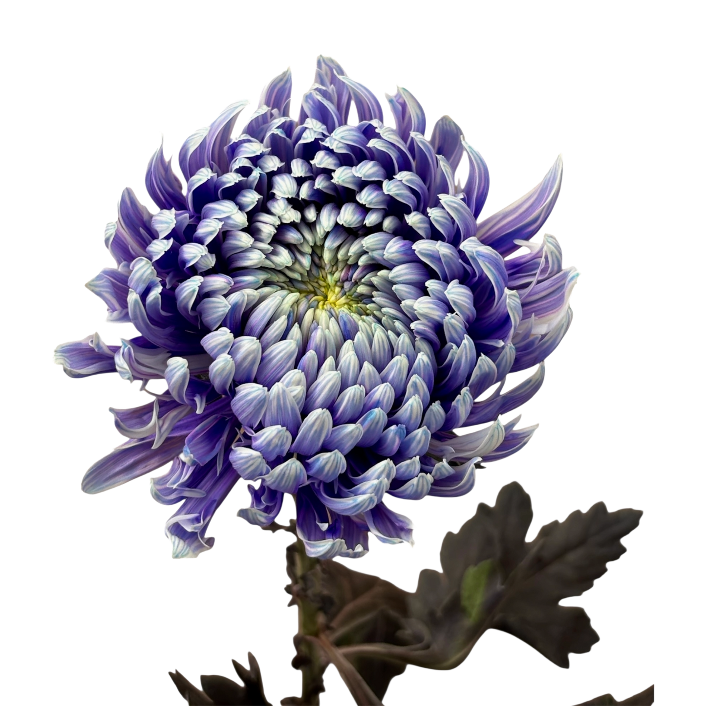 Chrysanthemum Tinted Blue-Violet Per Stem