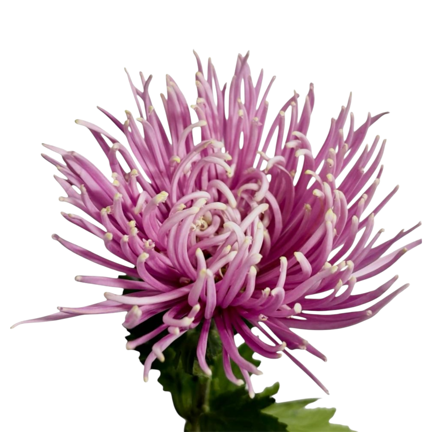 Chrysanthemum Delistar Pink Per Stem