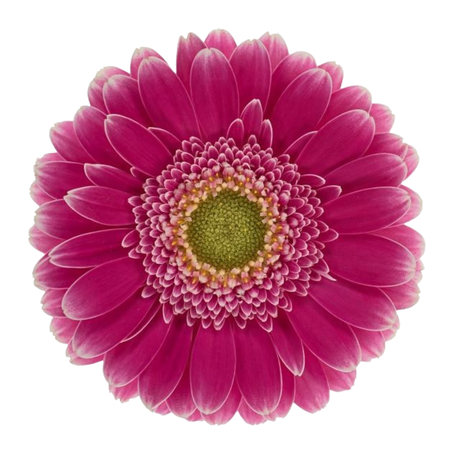 Gerbera Wonderwall Per Stem