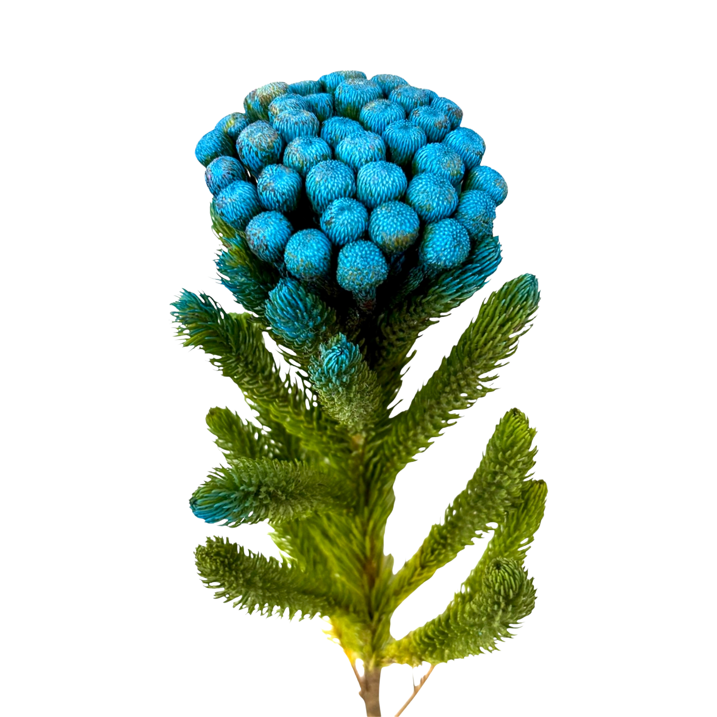 Albiflora Painted Blue Per Stem